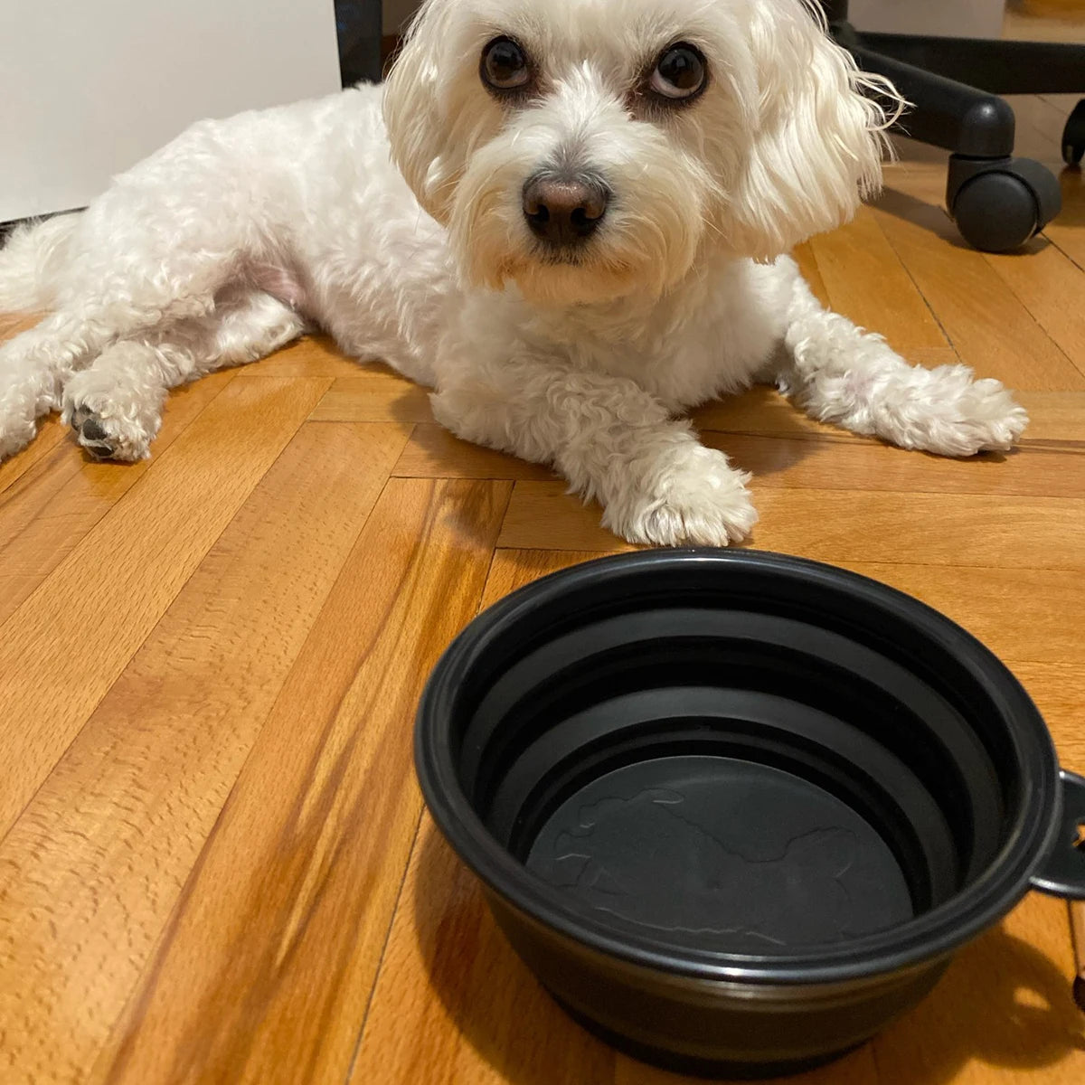 Collapsible Pet Bowl
